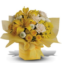 Mellow Yellow 